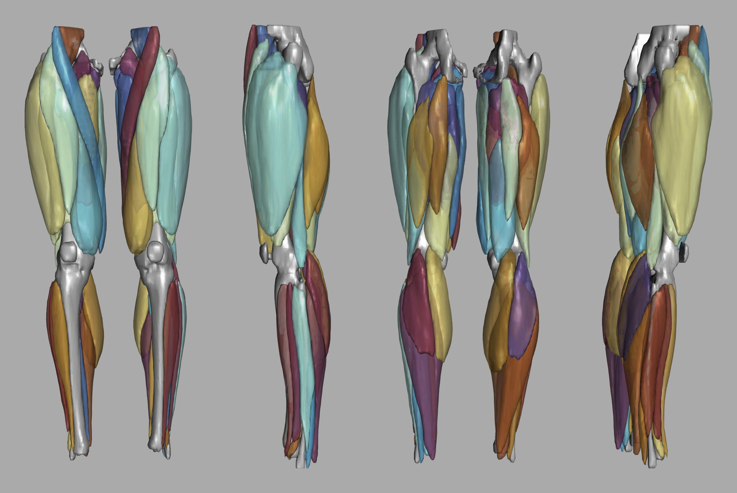 3D render of automated muscle segmentation labels generated using a CNN UNET.